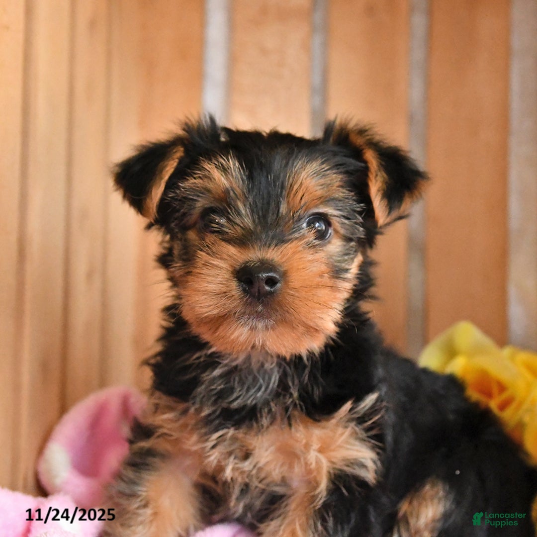 Yorkshire Terrier dogs for sale: Honey - Ad 4