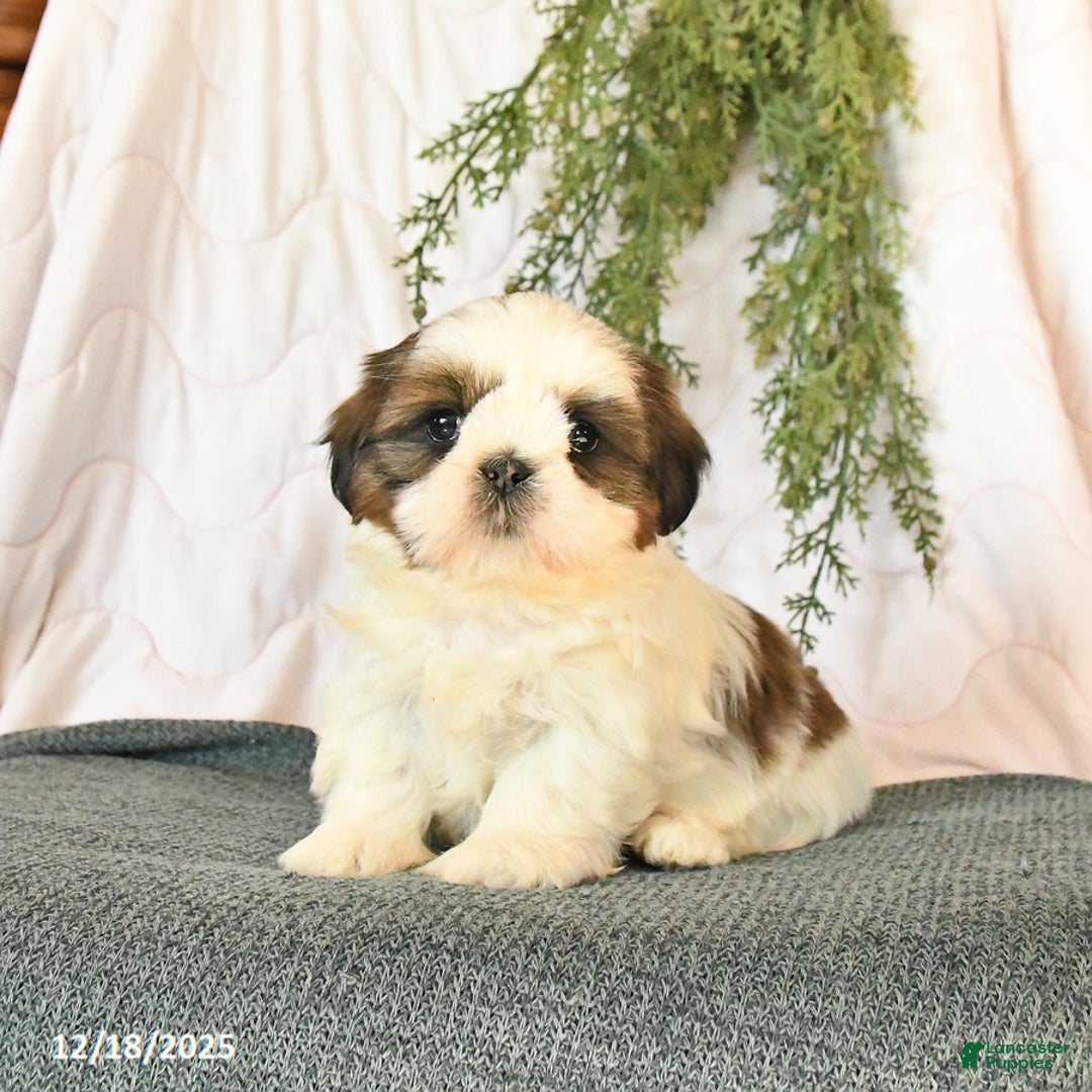 Shih Tzu dogs for sale: Charm  - Ad 1