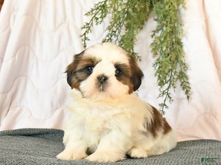 Shih Tzu dogs Charm - Ad 37