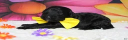 Bernedoodle dogs for sale: Zephyr  - Ad 5