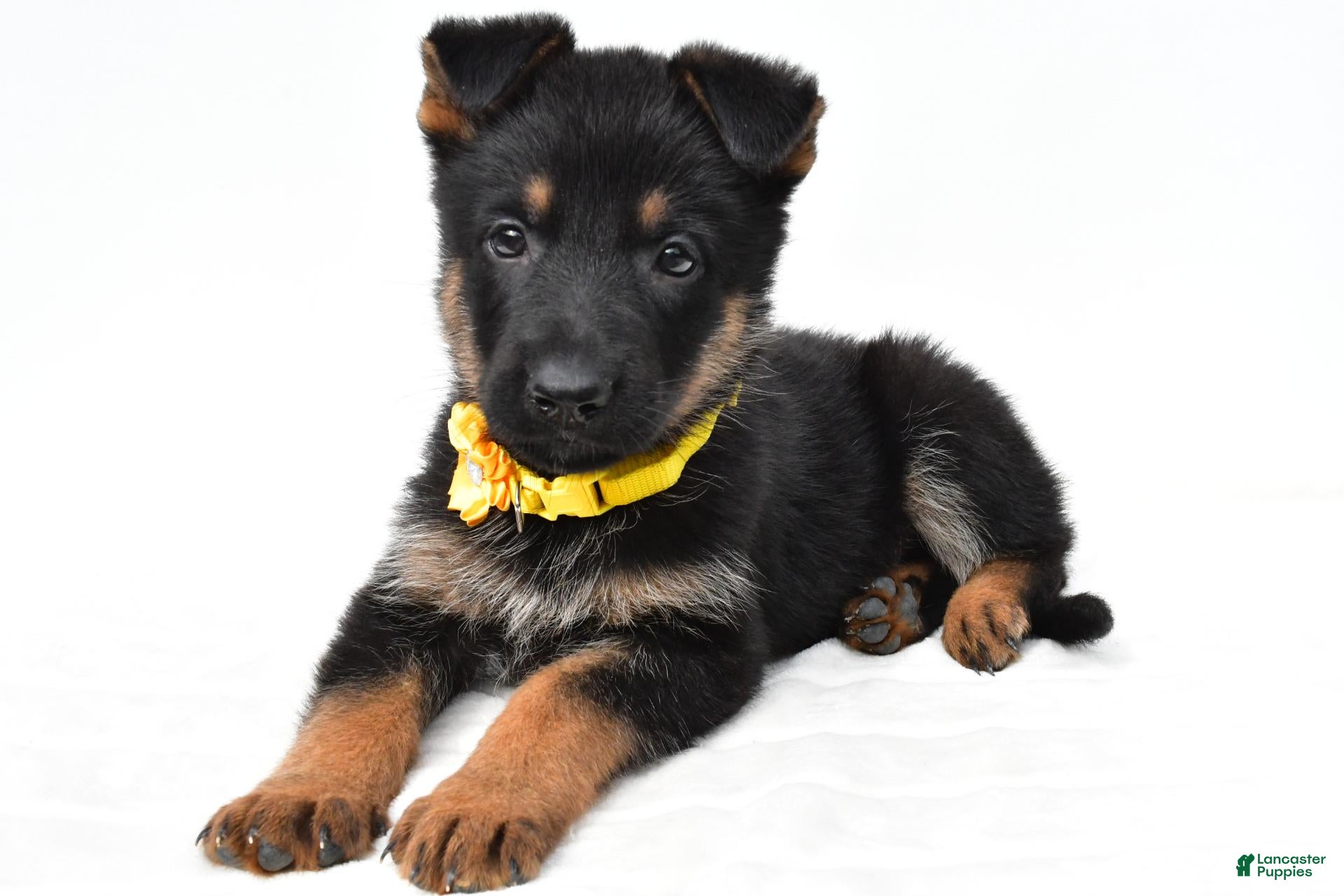 German Shepherd dogs Layla - Ad 1