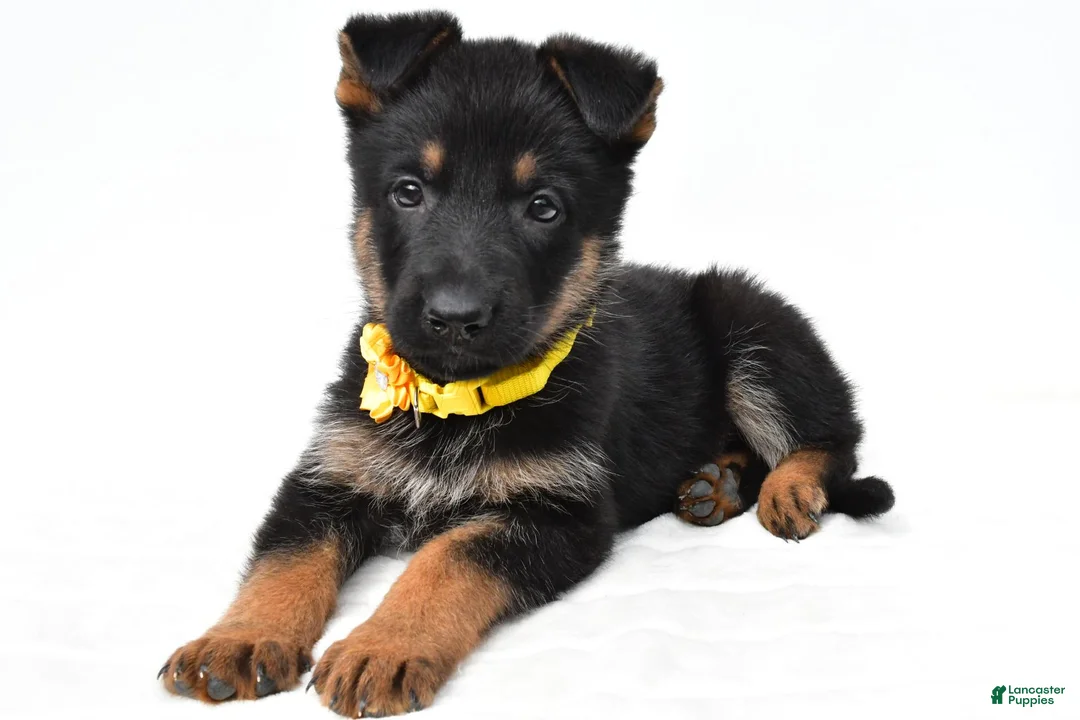 German Shepherd dogs for sale: Layla - Ad 1