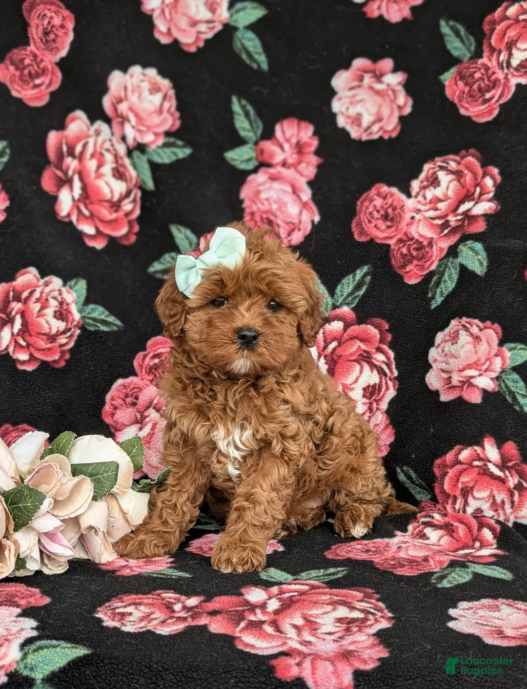 Cavapoo dogs for sale: Kaitlinn Hypoallergenic - Ad 1