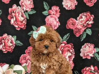 Cavapoo dogs for sale: Kaitlinn Hypoallergenic - Ad 2