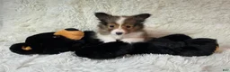 Shetland Sheepdog dogs for sale: Maverick - Ad 6