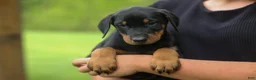 Doberman Pinscher dogs for sale:  Diesel (Black Rust)🐶🤎✨ - Ad 19