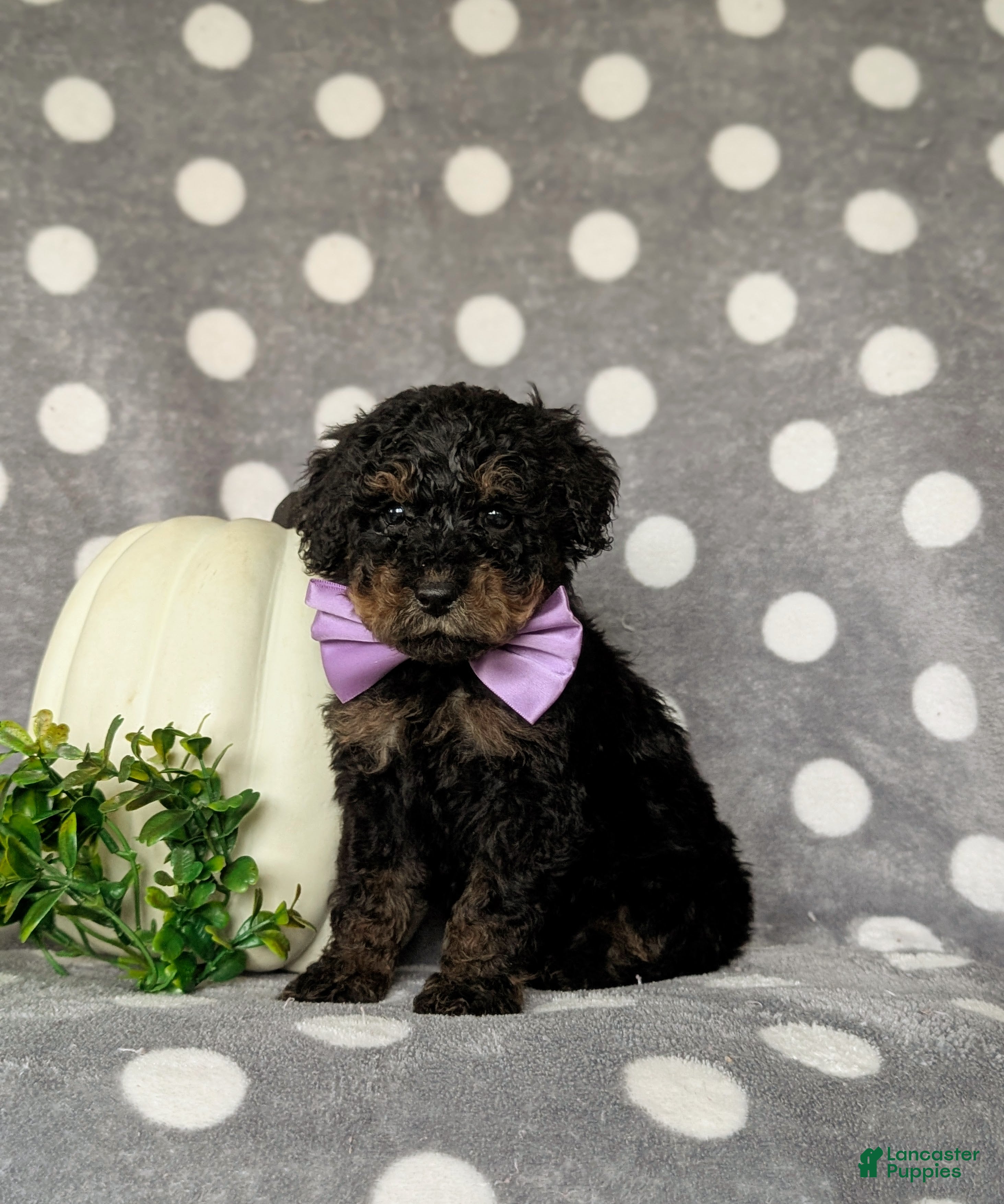 Miniature Poodle dogs Whelan - Ad 42