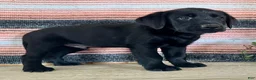Labrador Retriever dogs for sale: Ricky  - Ad 5