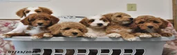 Mini Goldendoodle dogs for sale: Jewel - Ad 3