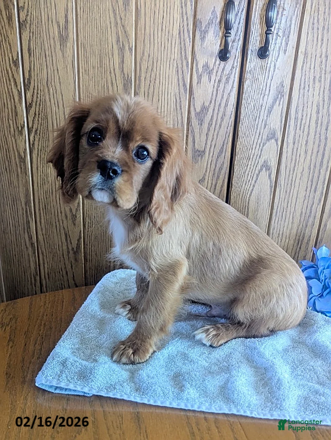 Cavalier King Charles Spaniel dogs for sale: Fred - Ad 2