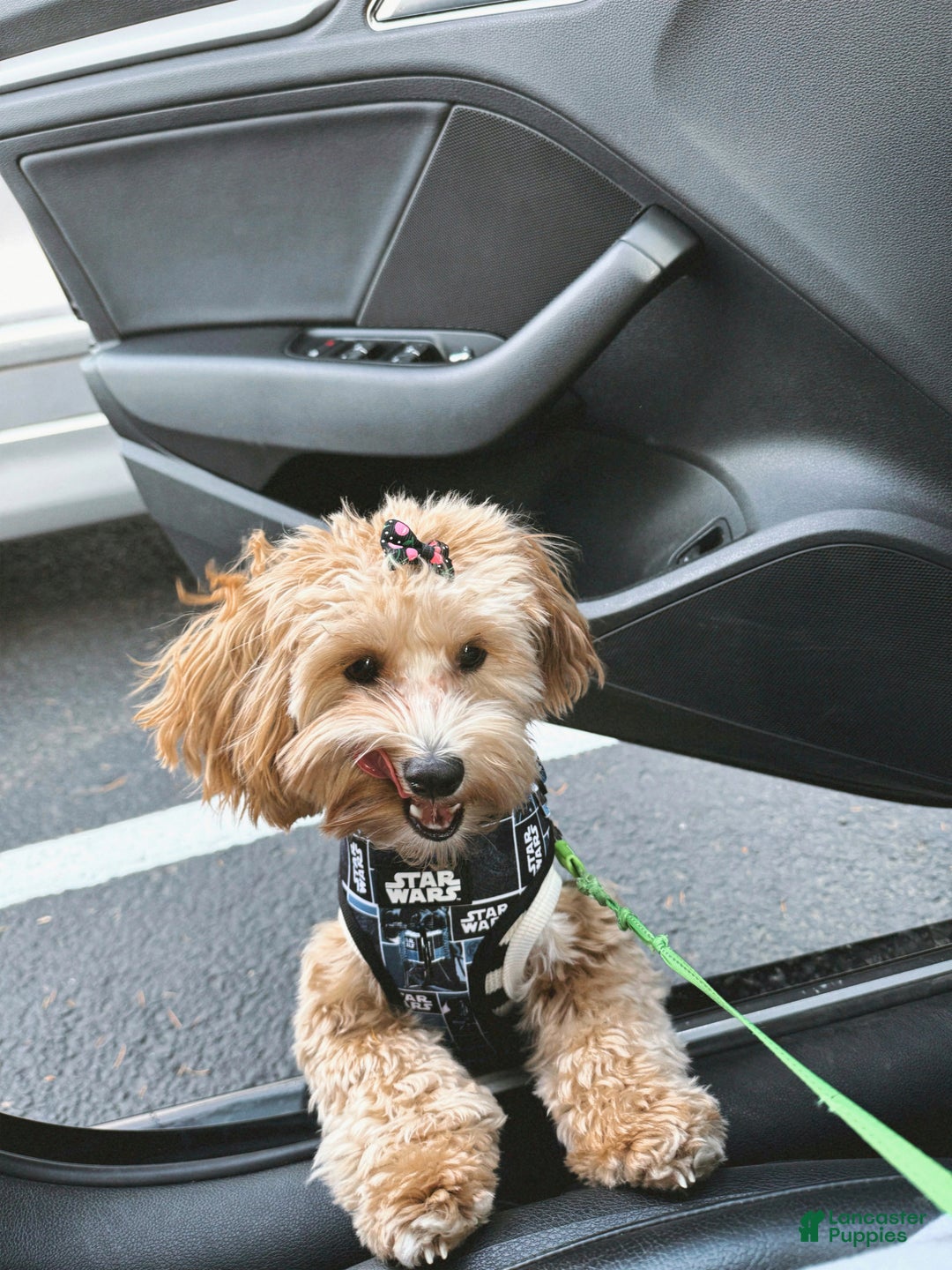 Maltipoo dogs for sale: Maltipoo Puppy 1 - Ad 5