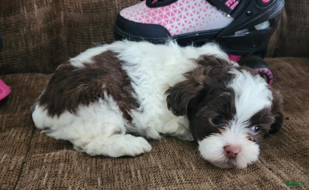 Shihpoo dogs for sale: HARMONY - Ad 4