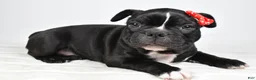 Frenchton dogs for sale: Ricky - Ad 1