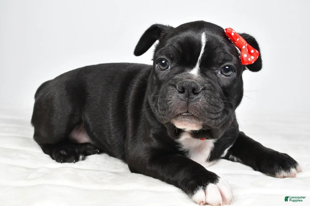 Frenchton dogs for sale: Ricky - Ad 1