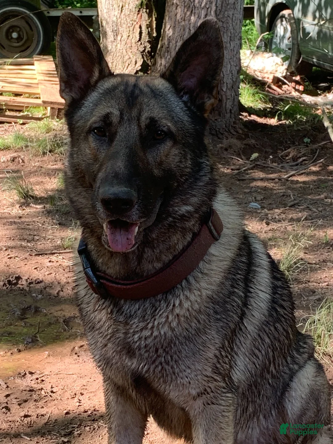 German Shepherd dogs for sale: Berkley - Ad 4