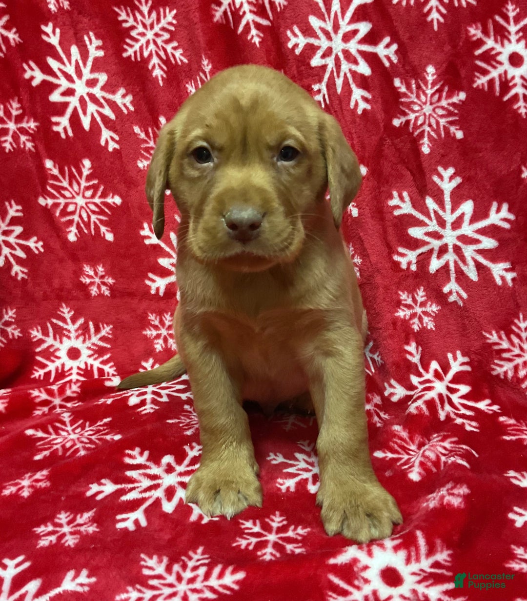 Labrador Retriever dogs for sale: COMET - Ad 1