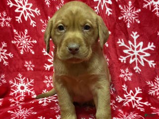 Labrador Retriever dogs COMET - Ad 20