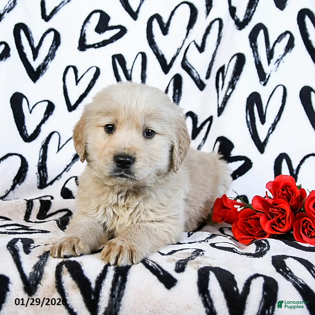 Golden Retriever dogs for sale: Lux - Ad 4