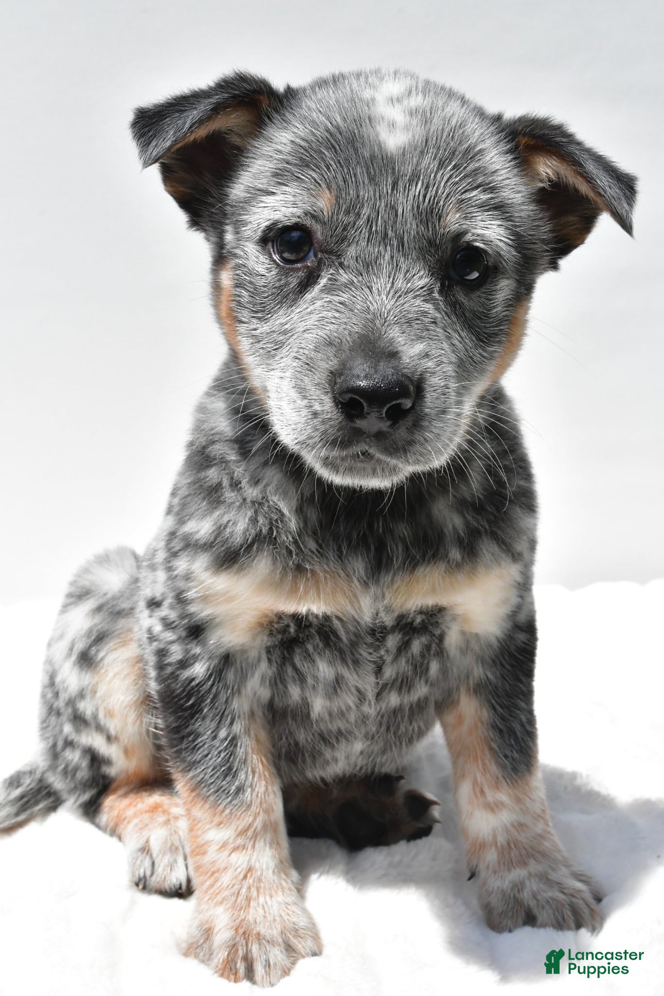 Australian Cattle Dog dogs Jasper - Ad 1