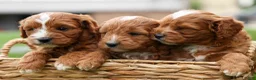Cavapoo dogs for sale: Mia Rose🎀 - Ad 20