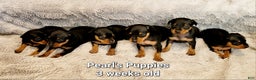 Miniature Pinscher dogs for sale: Pat  - Ad 2
