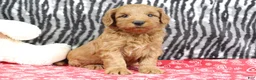 Mini Goldendoodle dogs for sale: Buddy - Ad 8