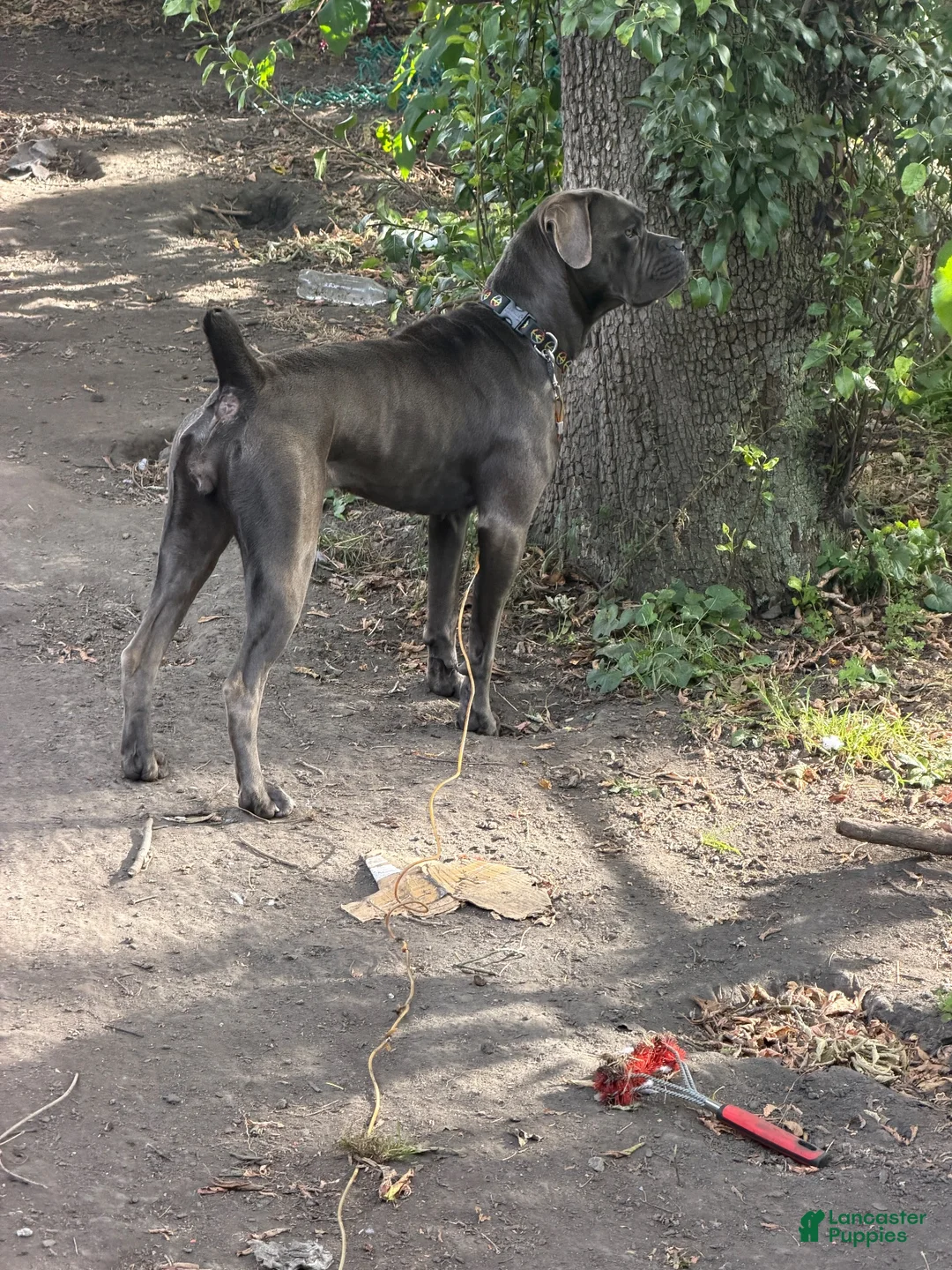 Cane Corso dogs for sale: Cane Corso 1 - Ad 4