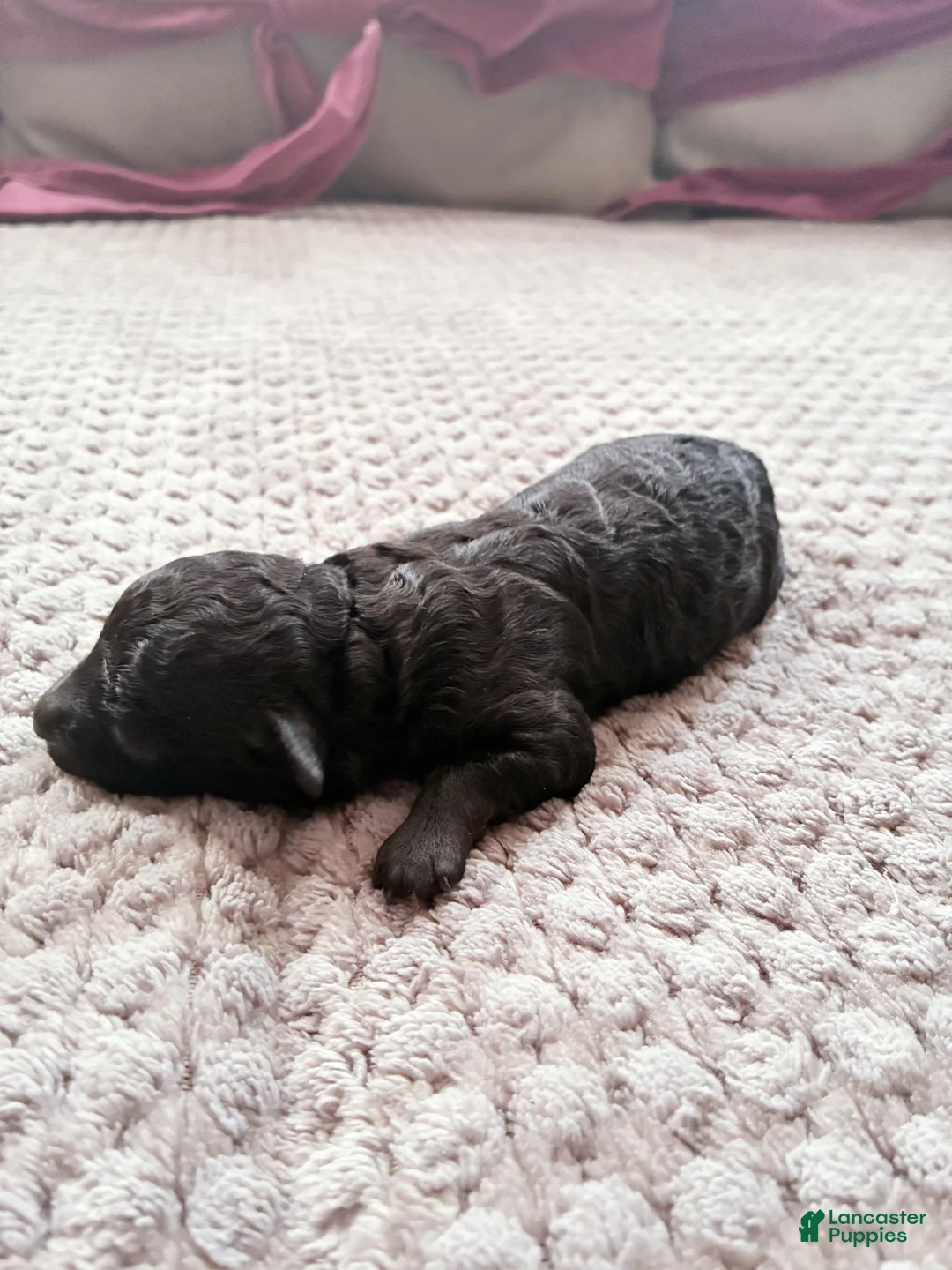 Toy Poodle dogs for sale: MERESANHK TUT - Ad 2