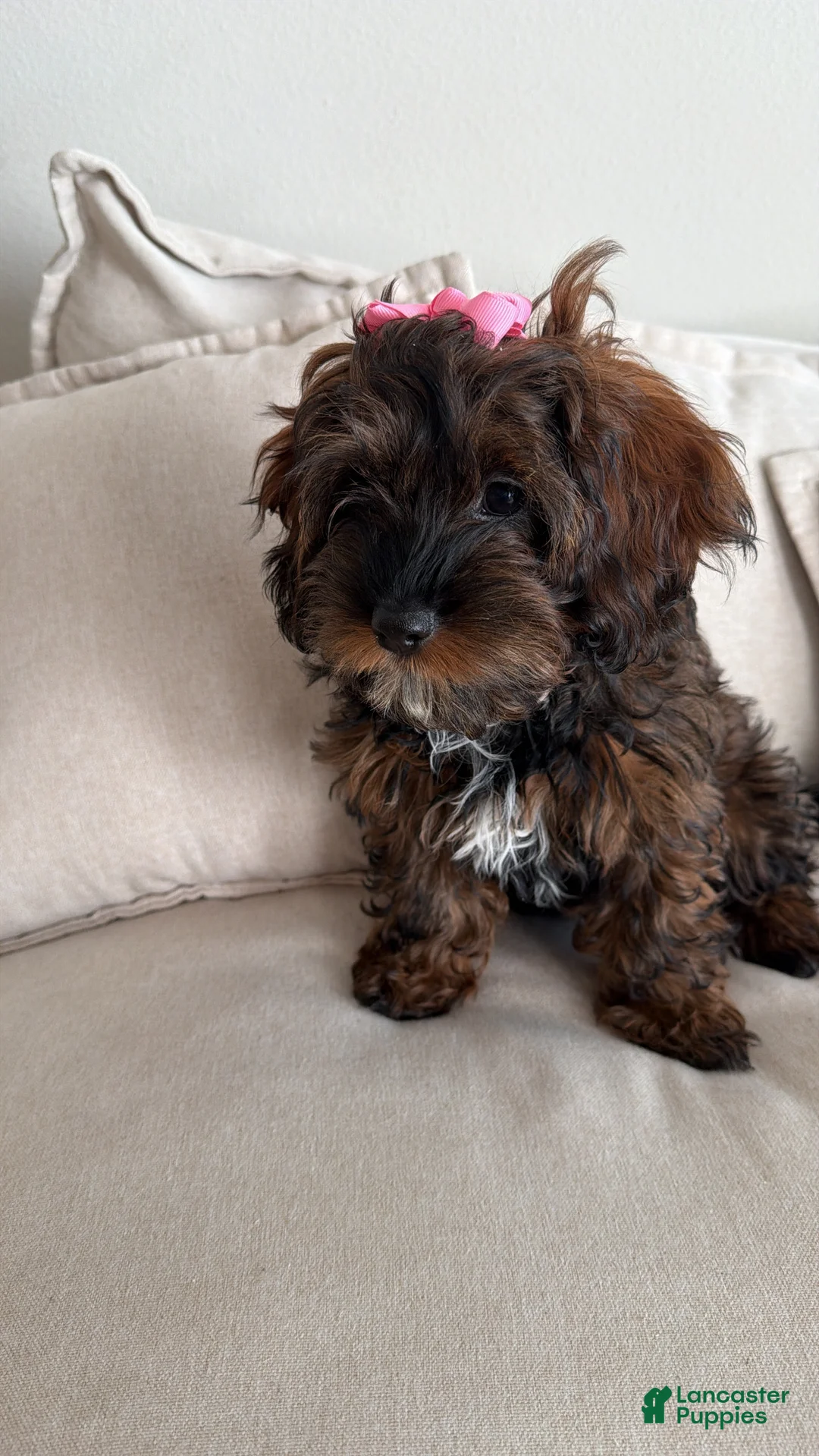 Shihpoo dogs for sale: Seraphima - Ad 7