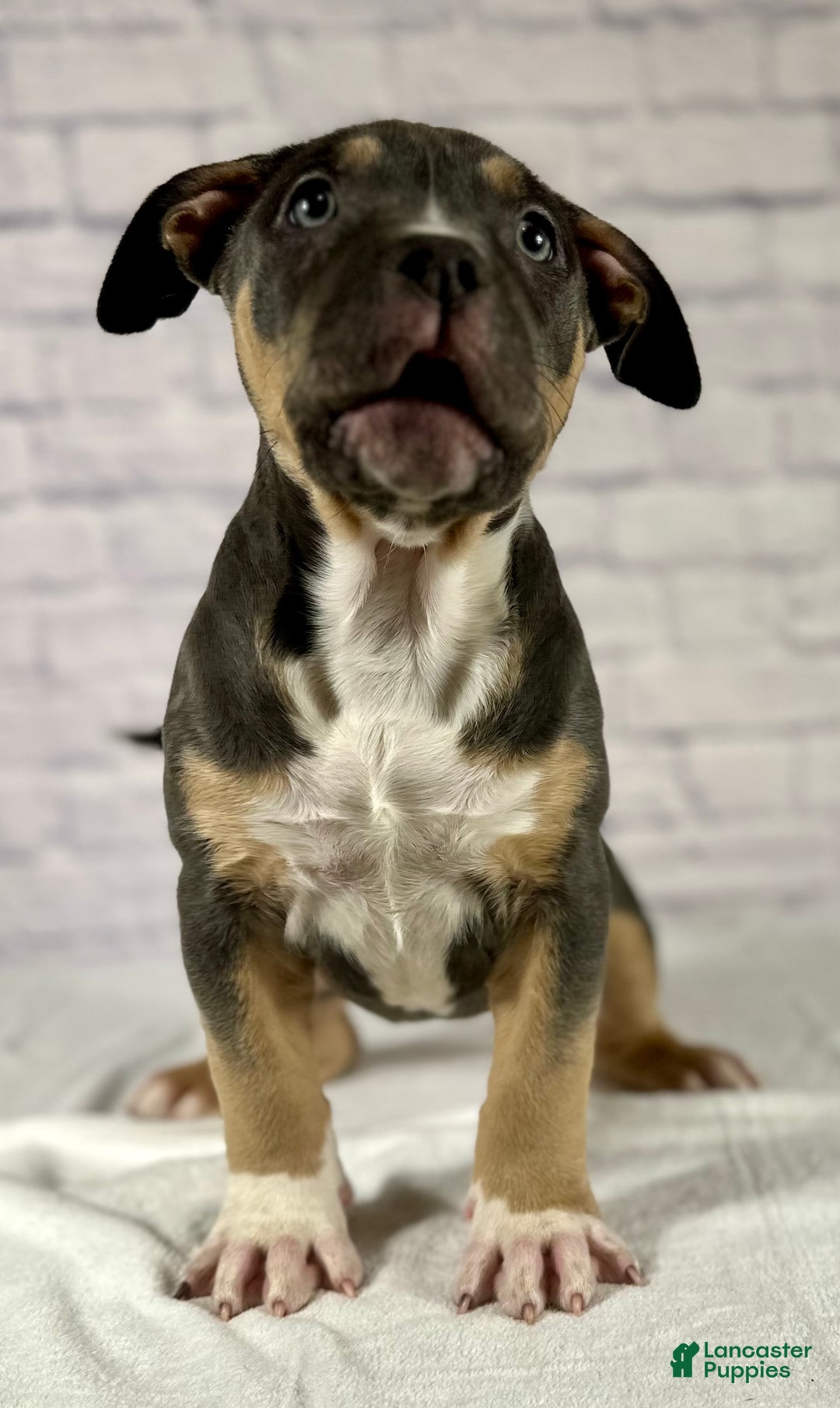 American Bully dogs for sale: Maggie - Ad 2