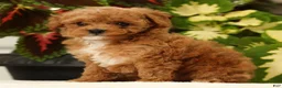 Miniature Poodle dogs for sale: Bella - Ad 5