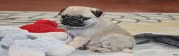 Pug dogs for sale: Astro - Ad 6