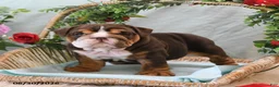 English Bulldog dogs for sale: Bonnie - Ad 5
