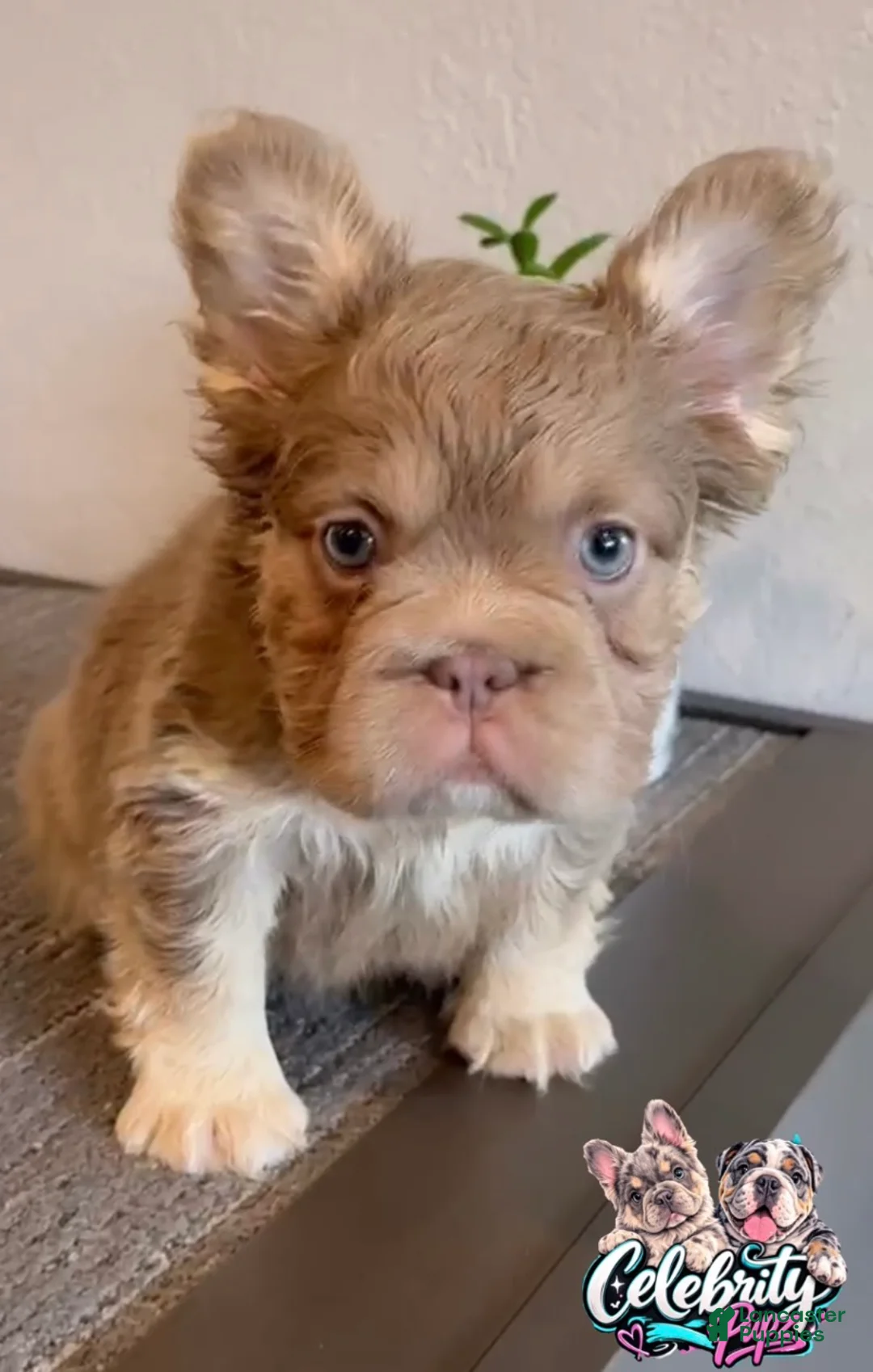 French Bulldog dogs for sale: FENDI - Isabella Tan Fluffy in Cali, USA Delivery & Financing Options! - Ad 2