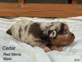 Australian Shepherd dogs Cedar - Ad 6