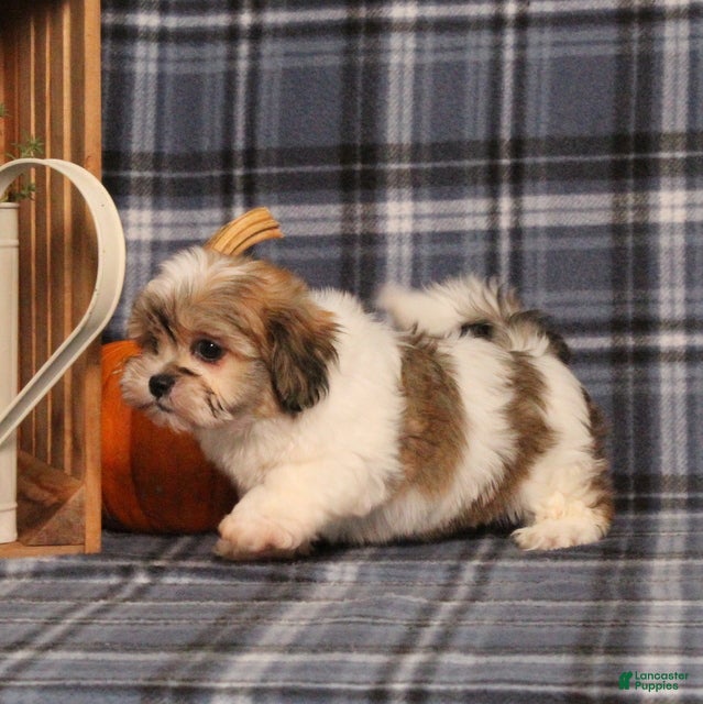 Teddy Bear dogs Faith - Ad 2