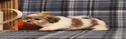 Teddy Bear dogs for sale: Faith - Ad 2