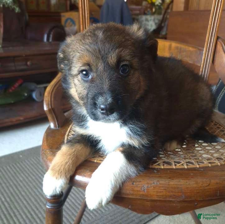 Mixed Breed dogs Buttons  - Ad 28