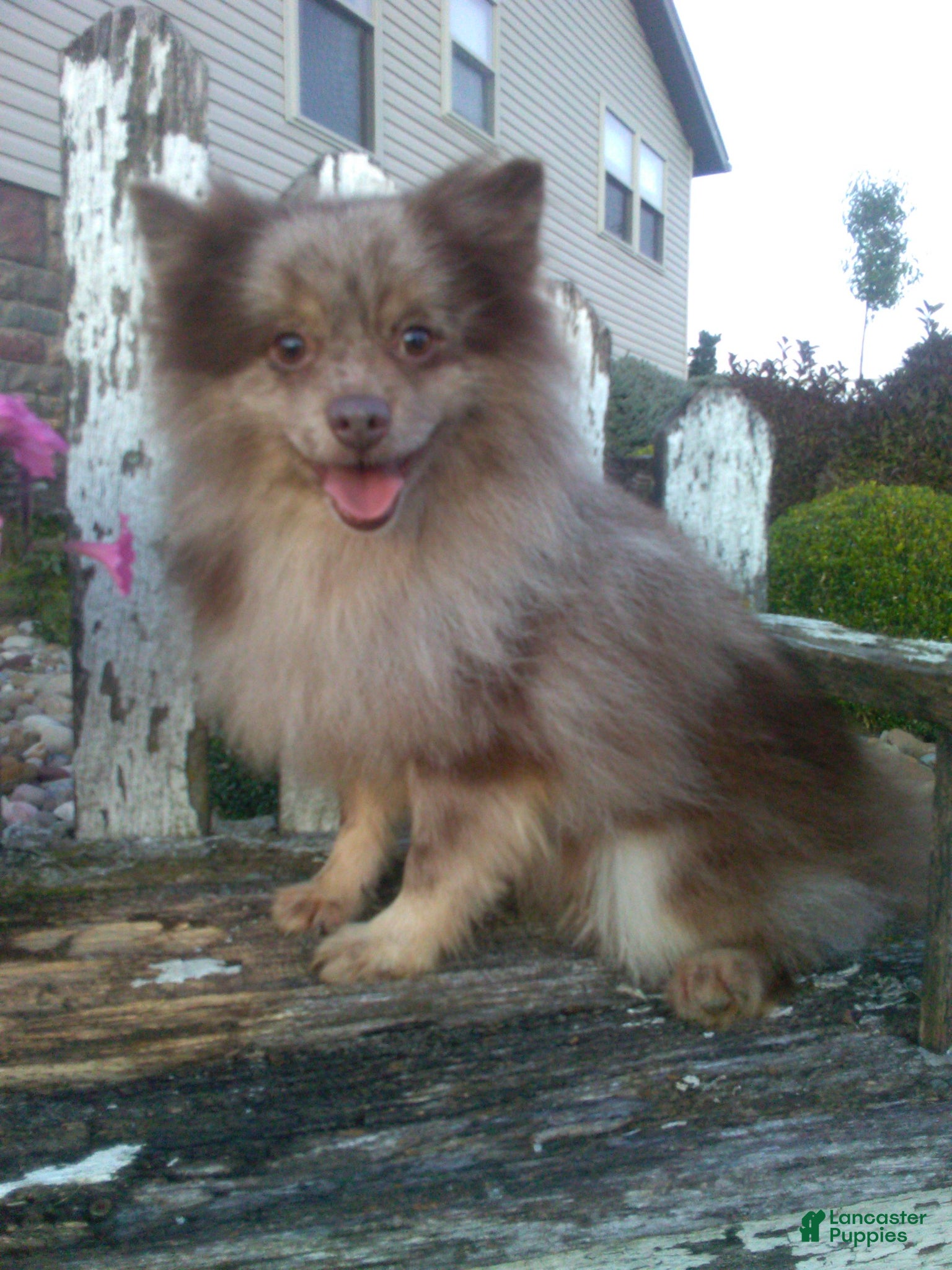 Pomeranian dogs for sale: Teddy  - Ad 7