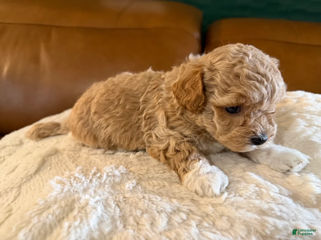 Maltipoo dogs for sale: Maltipoo 3 - Ad 2