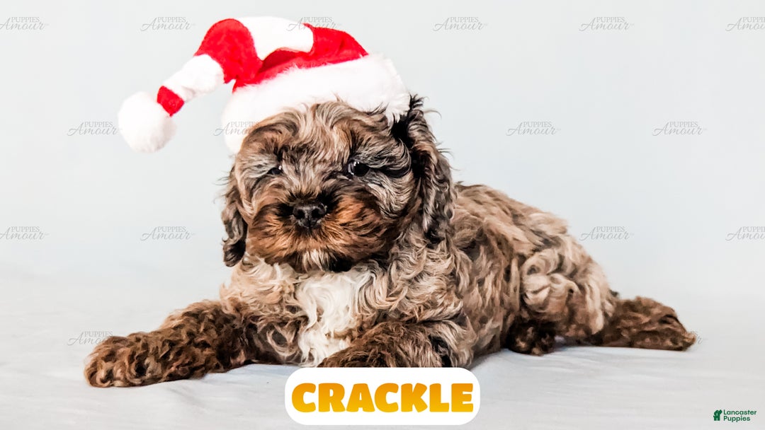 Cockapoo dogs for sale: Crackle - Ad 5
