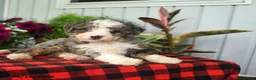 Mini Bernedoodle dogs for sale: Rex - Ad 5