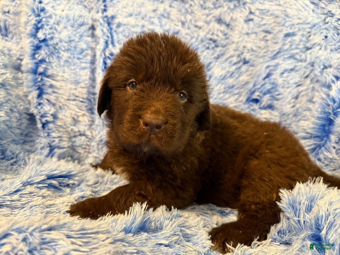 Newfoundland dogs for sale: Newfoundland Puppy 1 - Ad 1