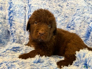 Newfoundland dogs Newfoundland Puppy 1 - Ad 26