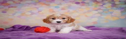 Cavapoo dogs for sale: Ruby - Ad 8