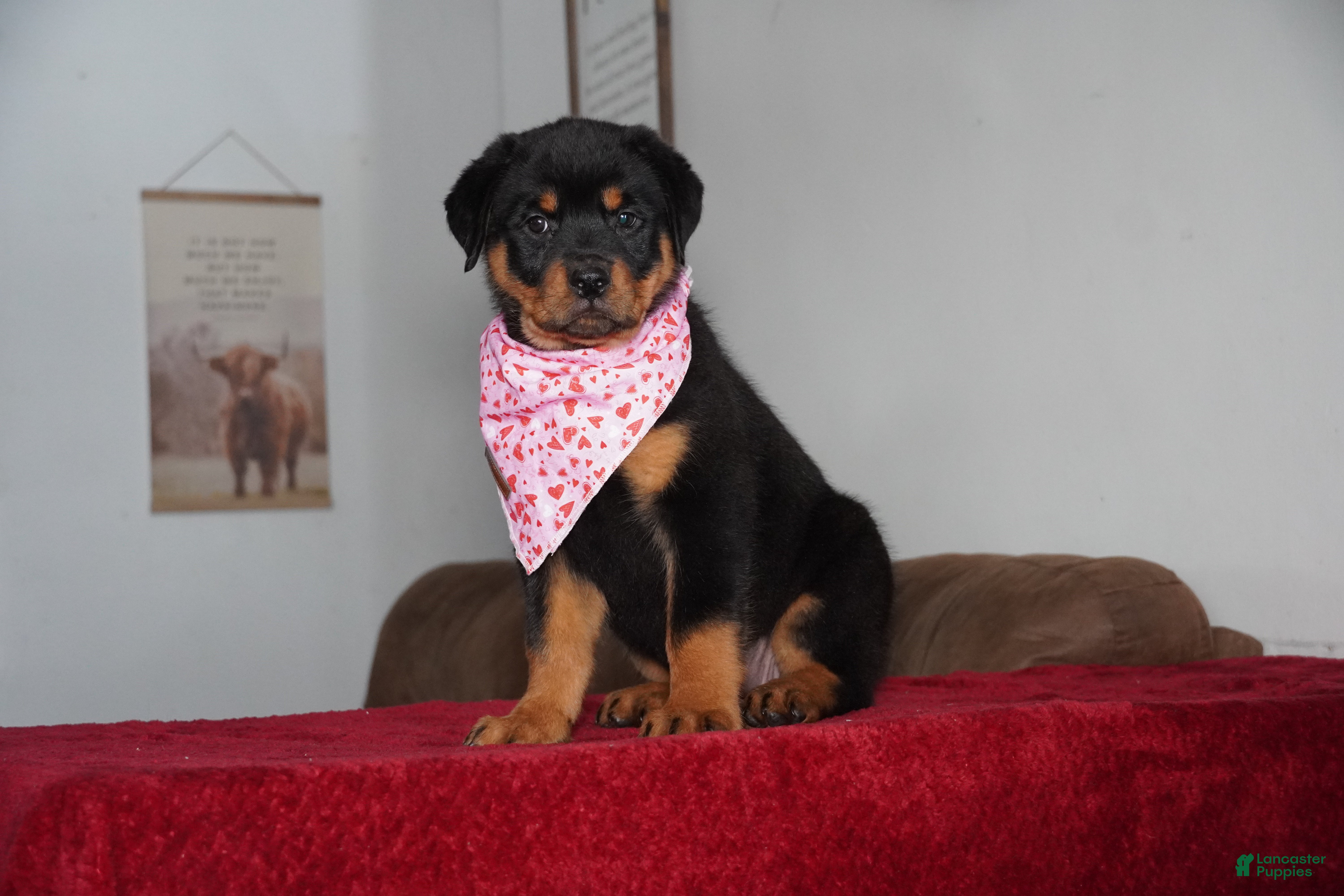 Rottweiler dogs Gabby - Ad 40