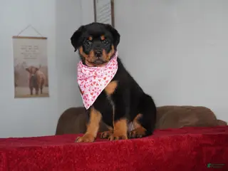 Rottweiler dogs Gabby - Ad 40
