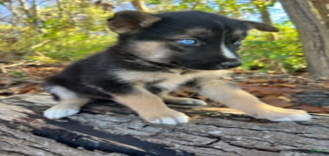 Gallery Image {{count}}