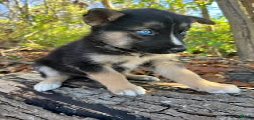 Gallery Image {{count}}