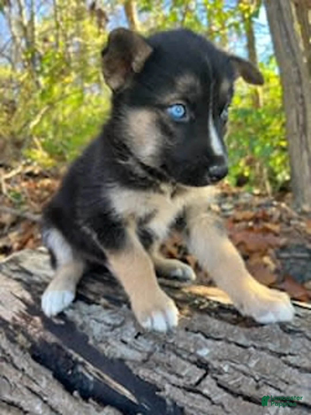 Gallery Image {{count}}